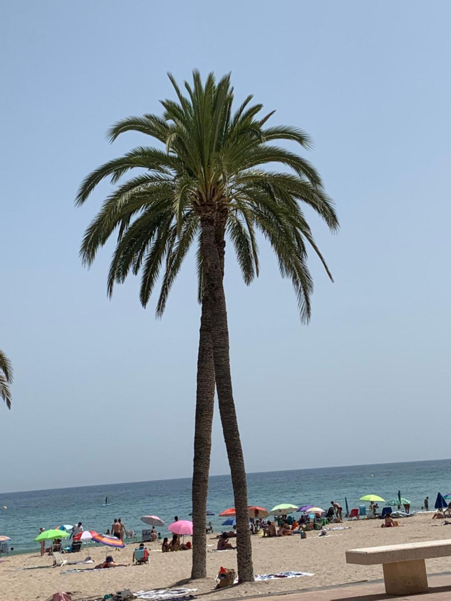Casa Nido Villajoyosa (La Vila Joiosa)